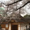 名古屋城の写真_227441