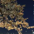 隅田川の写真_227591