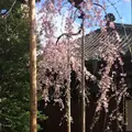 伝法院の写真_227599