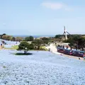 国営ひたち海浜公園の写真_227616