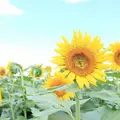那珂総合公園の写真_227756