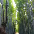 嵯峨野 竹林の道の写真_228106