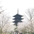 東寺（教王護国寺）の写真_228383