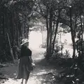 備瀬のフクギ並木の写真_229086