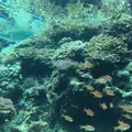 沖縄美ら海水族館の写真_229567