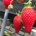 いちご狩り らいおん果実園の写真_230200
