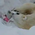 円山動物園の写真_231051