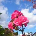 中島公園の写真_231062
