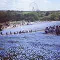 国営ひたち海浜公園の写真_232785