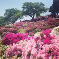 西山公園の写真_234891