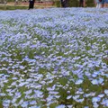Flower village 花夢の里の写真_234928
