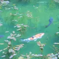 モネの池（名もなき池）の写真_235270