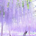 曼陀羅寺公園の写真_235276