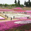 羊山公園の写真_235349