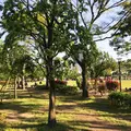 豊洲公園の写真_235437