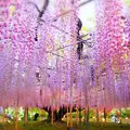 あしかがフラワーパークの写真_235620