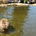 地獄谷野猿公苑の写真_235621