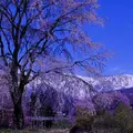 大出公園の写真_235676