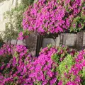 祇園山 安養院の写真_236208