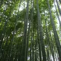 嵯峨野 竹林の道の写真_236209