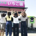 すぎやまいちご園の写真_236729