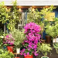 LUFF Flower&PlantsWORKSの写真_237072