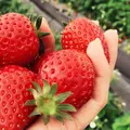 日光ストロベリーパークの写真_237624