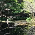 山吹水源の写真_239163