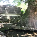 水源けやきの写真_239165