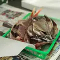 魚浅の写真_239892