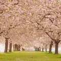 千曲川堤防の桜堤の写真_241706
