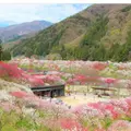 月川の写真_241707
