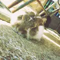 月うさぎの里の写真_242738