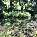 山吹水源の写真_243750