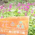 花の森四十八滝山野草花園の写真_244585