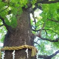 新熊野神社の写真_245951