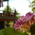 智積院の写真_246101