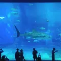 沖縄美ら海水族館の写真_246231