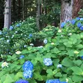 ２１世紀の森公園の写真_247637