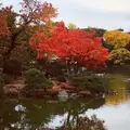 清澄庭園の写真_248075