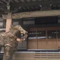 長谷寺の写真_250893