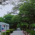 青山霊園の写真_251305