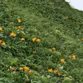 礼文島の写真_253169