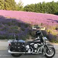 ファーム富田の写真_253211