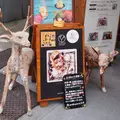 cica（シカ）の写真_253343
