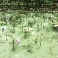 モネの池（名もなき池）の写真_253696