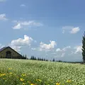 ケンとメリーの木の写真_255090