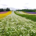 ファーム富田の写真_255094