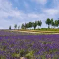 【閉業】彩香の里の写真_255101