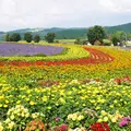 ぜるぶの丘の写真_255426